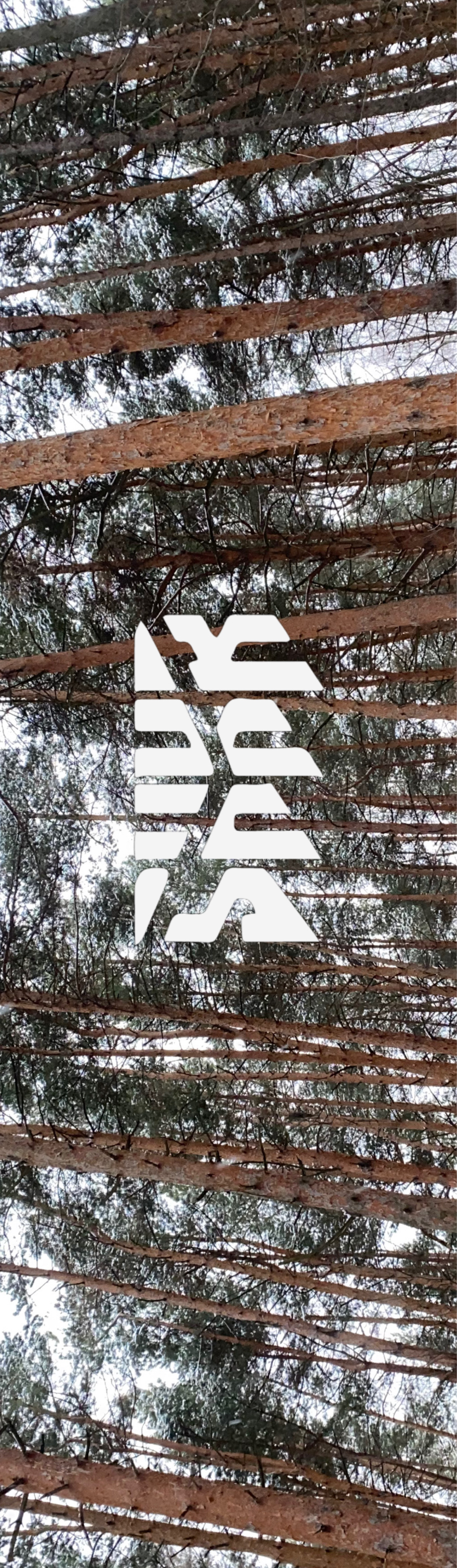 Шкурка Shkura prod Winter Pine мульти